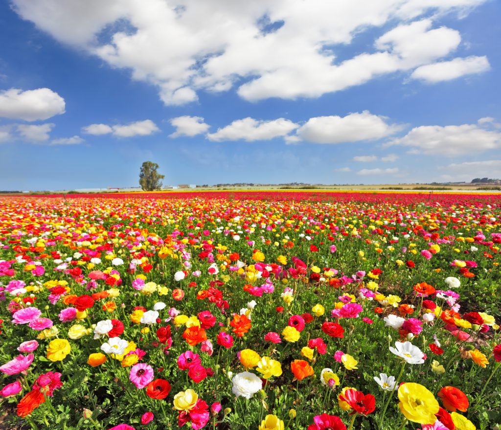 travel to israel in the spring